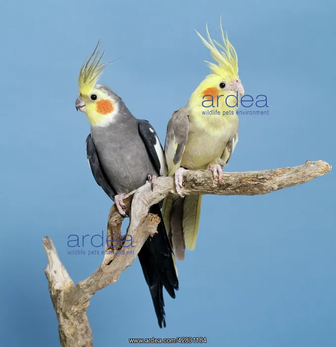 : Cockatiel Birds - Two perched on branch : Cockatiel Birds - Two perched on branch