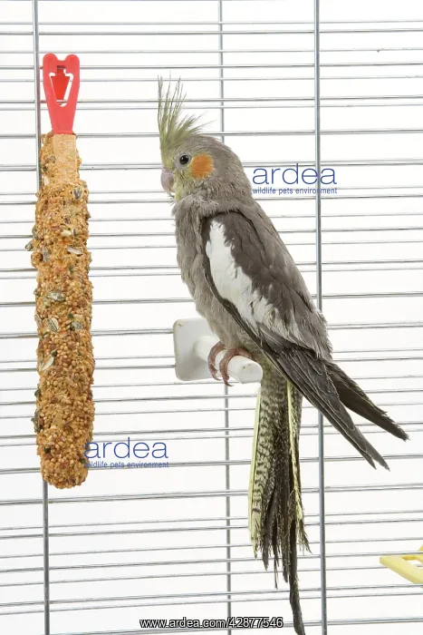 : Cockatiel - in cage : Cockatiel - in cage
