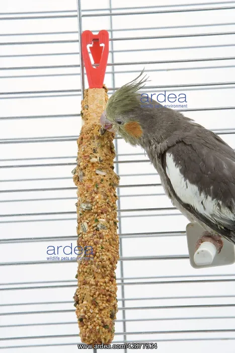 : Cockatiel - in cage feeding : Cockatiel - in cage feeding