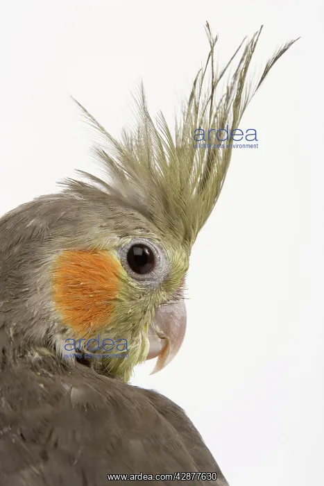 : Cockatiel - close-up of head and crest : Cockatiel - close-up of head and crest