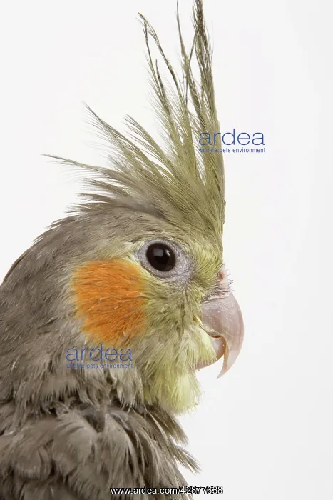 : Cockatiel - close-up of head and crest : Cockatiel - close-up of head and crest