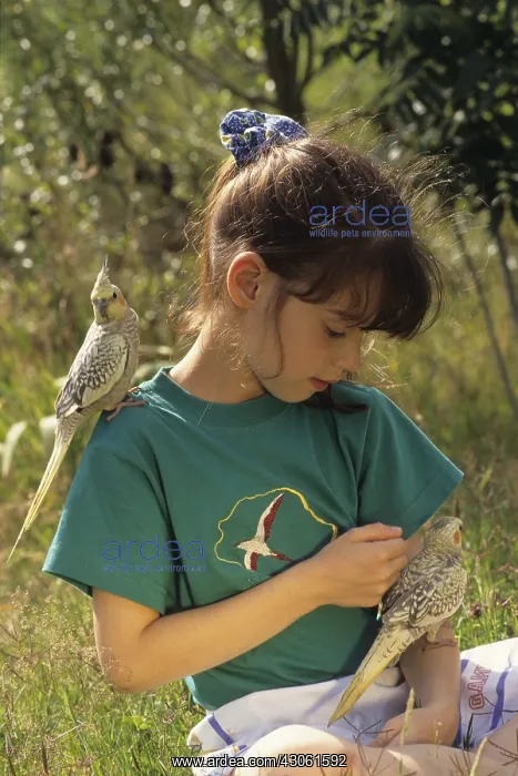 : Cockatiel elegant girl with the arm : Cockatiel elegant girl with the arm