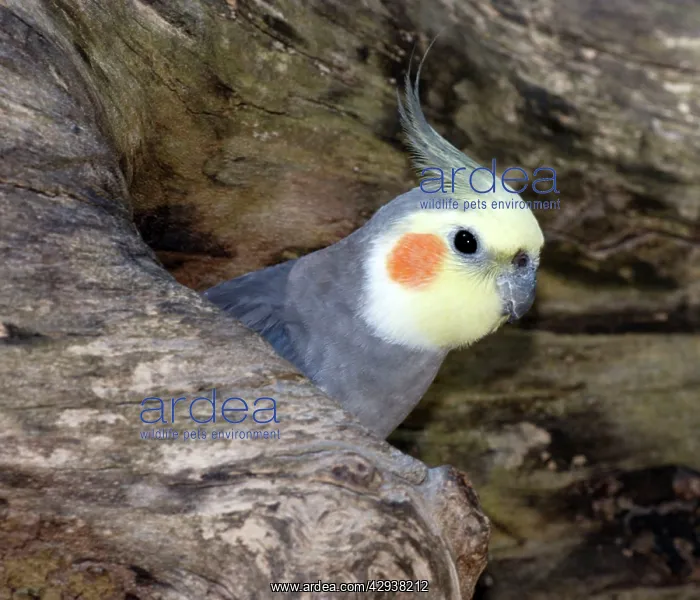 : Cockatiel at entrance to nest in hollow tree : Cockatiel at entrance to nest in hollow tree