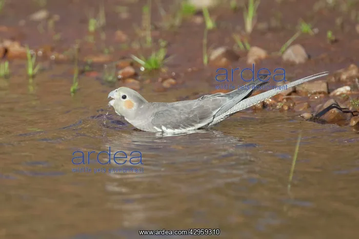 : Cockatiel - female drinking at Poison Creek waterhole : Cockatiel - female drinking at Poison Creek waterhole