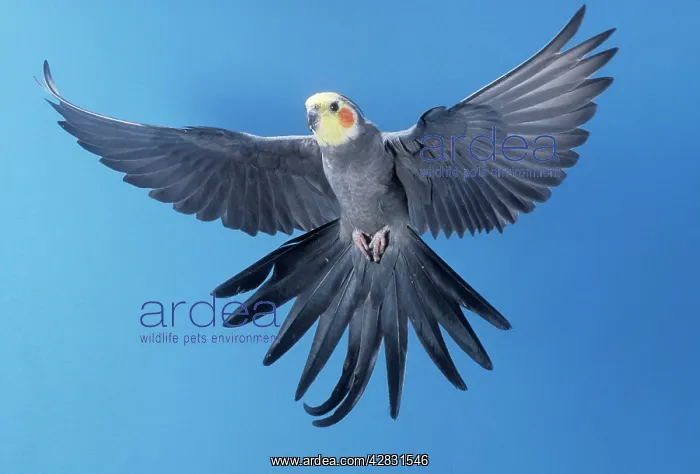 : COCKATIEL - in flight : COCKATIEL - in flight
