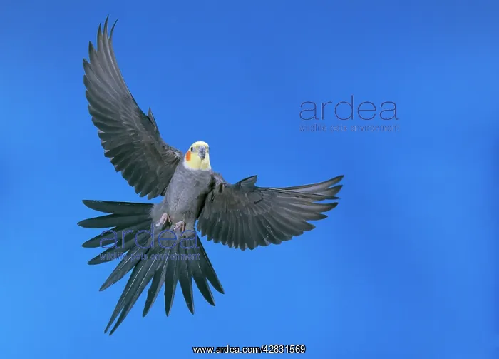 : COCKATIEL - in flight : COCKATIEL - in flight