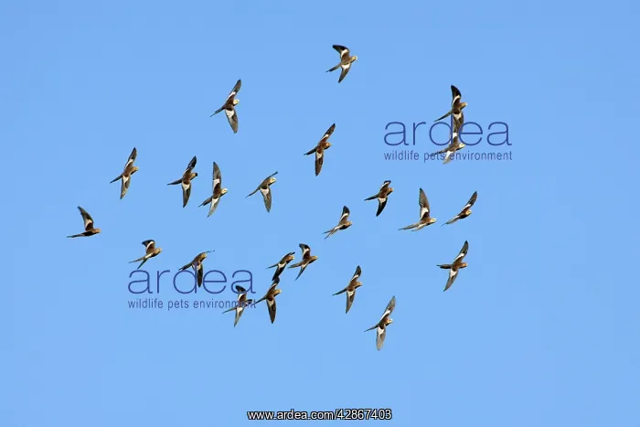 : Cockatiel - flock of cockatiels flies above a waterhole : Cockatiel - flock of cockatiels flies above a waterhole