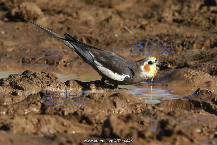  : Cockatiel male