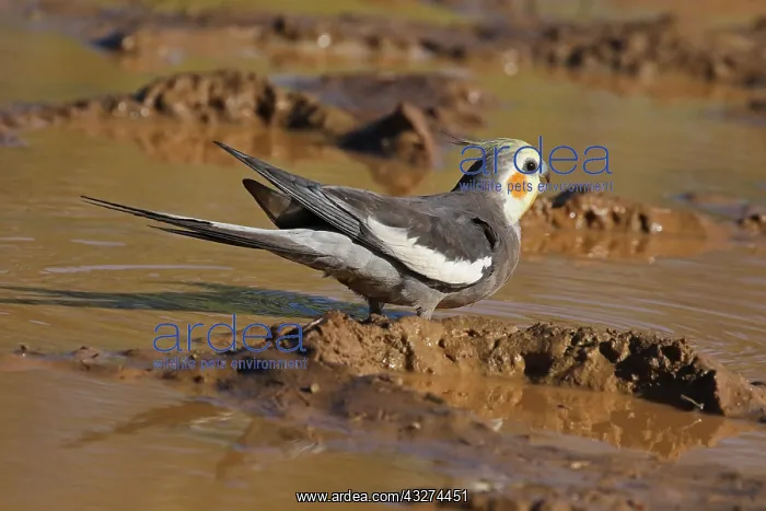  : Cockatiel male