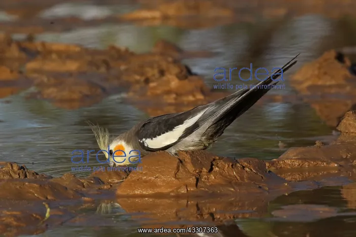  : Cockatiel male