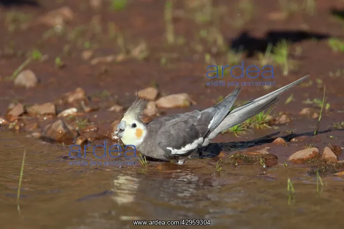 : Cockatiel - male drinking at Poison Creek waterhole : Cockatiel - male drinking at Poison Creek waterhole