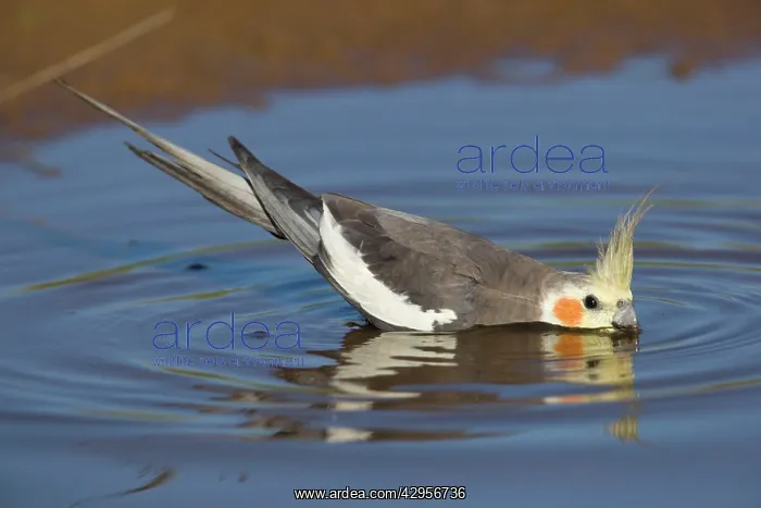 : Cockatiel - male drinking at pool : Cockatiel - male drinking at pool