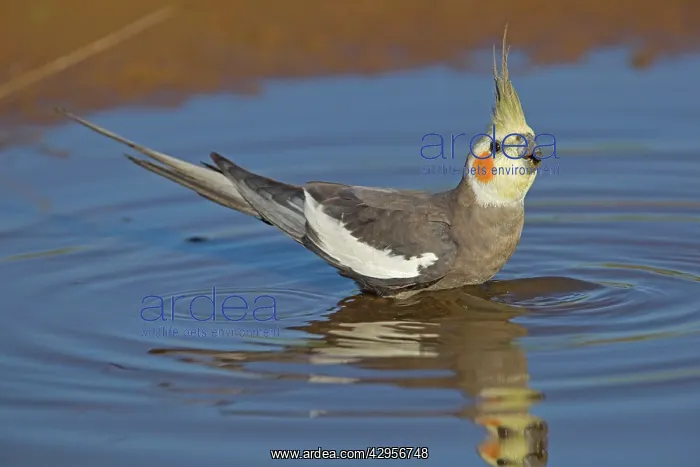 : Cockatiel - male drinking at pool : Cockatiel - male drinking at pool