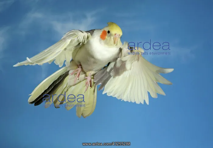 : Cockatiel (Nymphicus hollandicus) in flight SONY : Cockatiel (Nymphicus hollandicus) in flight SONY