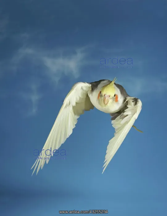 : Cockatiel (Nymphicus hollandicus) in flight SONY : Cockatiel (Nymphicus hollandicus) in flight SONY