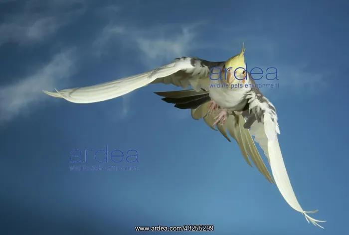 : Cockatiel (Nymphicus hollandicus) in flight SONY : Cockatiel (Nymphicus hollandicus) in flight SONY
