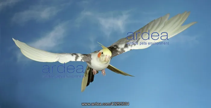 : Cockatiel (Nymphicus hollandicus) in flight SONY : Cockatiel (Nymphicus hollandicus) in flight SONY