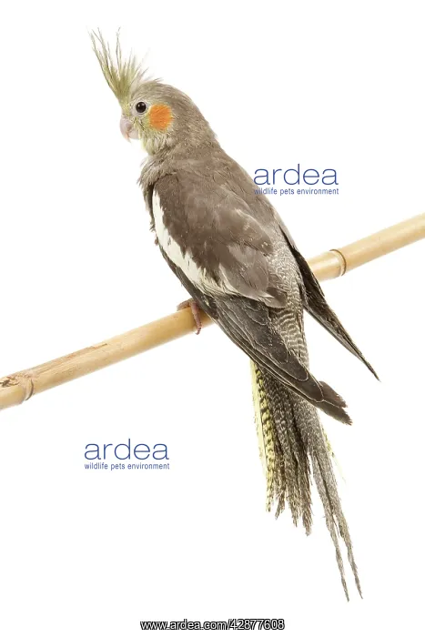 : Cockatiel - on perch : Cockatiel - on perch