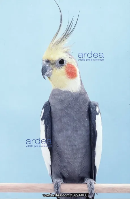 : COCKATIEL - On Perch : COCKATIEL - On Perch