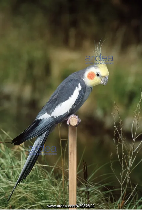 : COCKATIEL - on perch : COCKATIEL - on perch