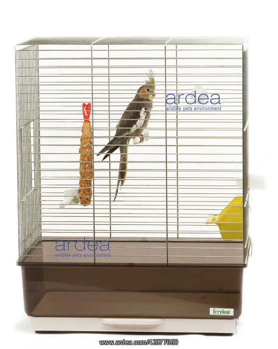 : Cockatiel - on perch in cage : Cockatiel - on perch in cage