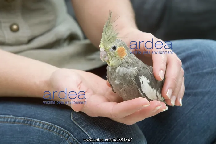 : Cockatiel - perched on owner's hand : Cockatiel - perched on owner's hand