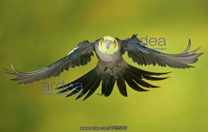 : Cockatiel, also quarrion or weiro (Nymphicus hollandicus) : Cockatiel, also quarrion or weiro (Nymphicus hollandicus)