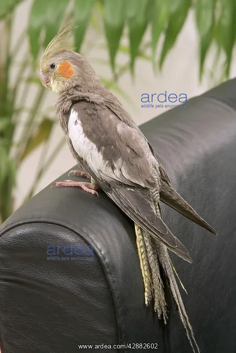 : Cockatiel - on back of sofa : Cockatiel - on back of sofa