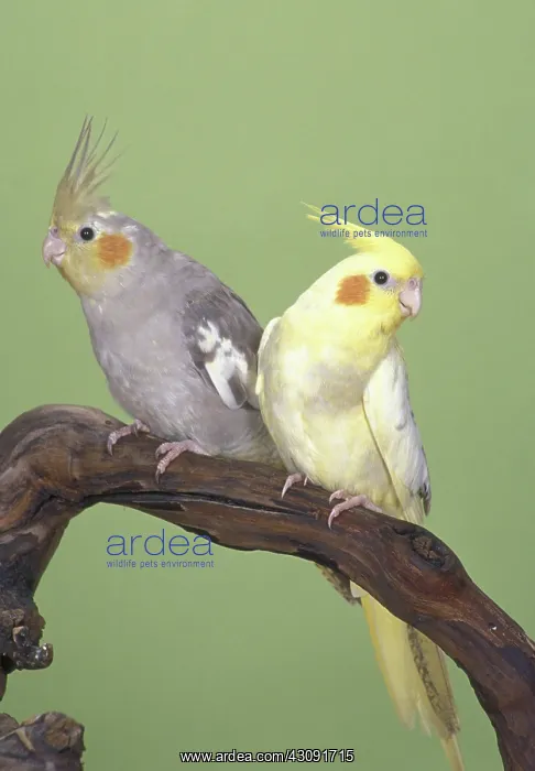 : Cockatiels : Cockatiels