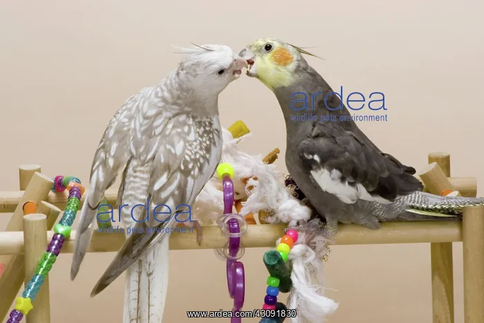 : Cockatiels Asserting Dominance : Cockatiels Asserting Dominance