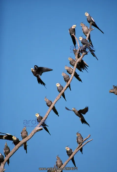 : COCKATIELS - male and female on branches and in flight : COCKATIELS - male and female on branches and in flight