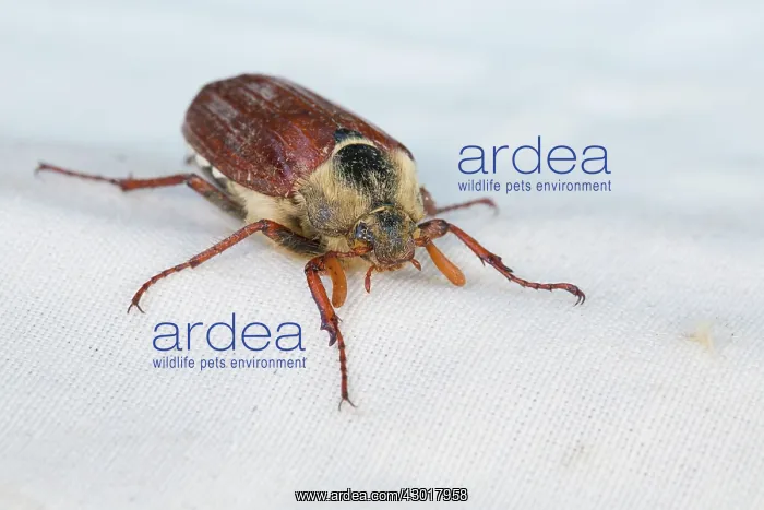  : Cockchafer