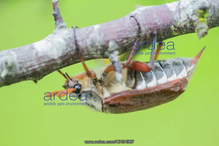 : Cockchafer : Cockchafer
