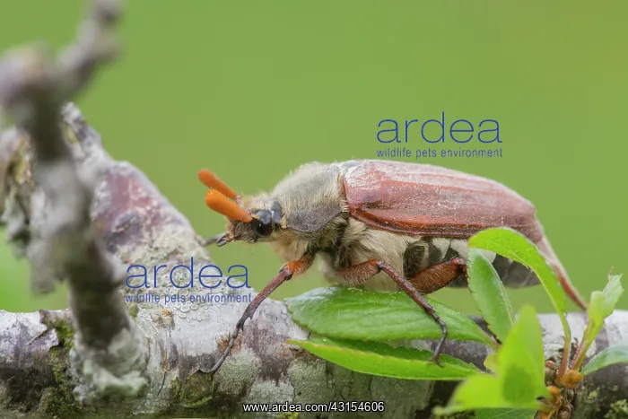 : Cockchafer : Cockchafer
