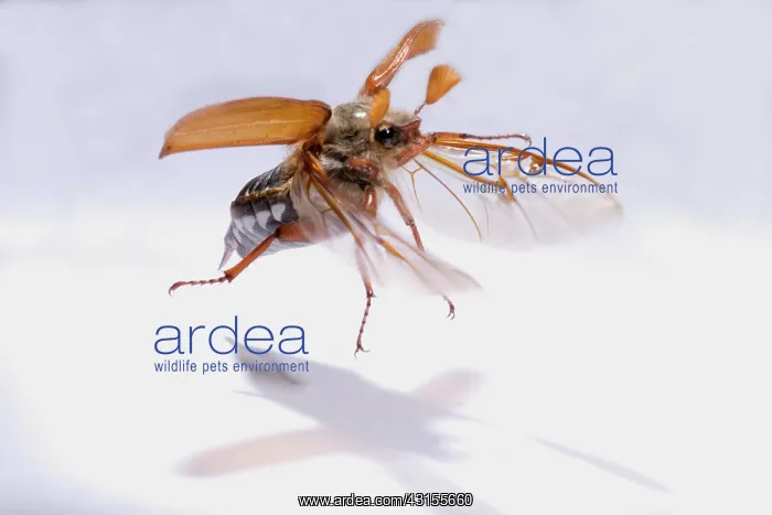 : Cockchafer : Cockchafer
