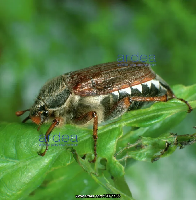 : Cockchafer beetle : Cockchafer beetle