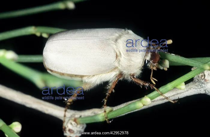 : Cockchafer Beetle (close relative of May bug) - : Cockchafer Beetle (close relative of May bug) -