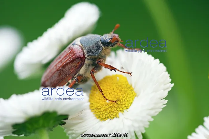 : Cockchafer on Daisy in garden - Germany (Melolontha : Cockchafer on Daisy in garden - Germany (Melolontha