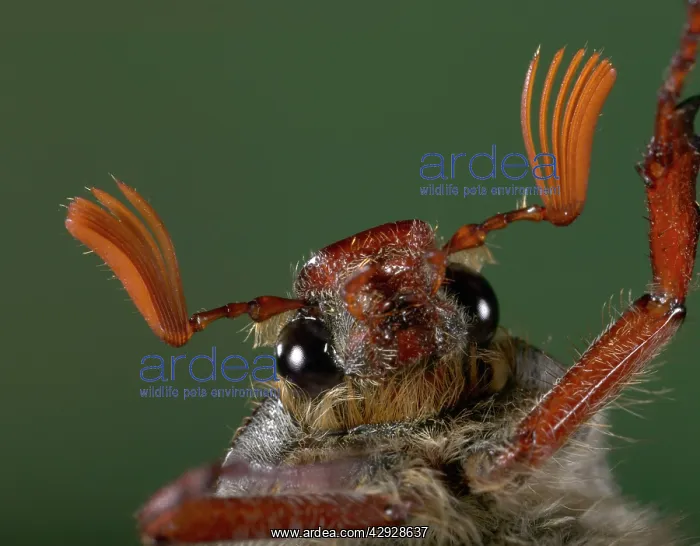 : Cockchafer - eyes and antennas : Cockchafer - eyes and antennas
