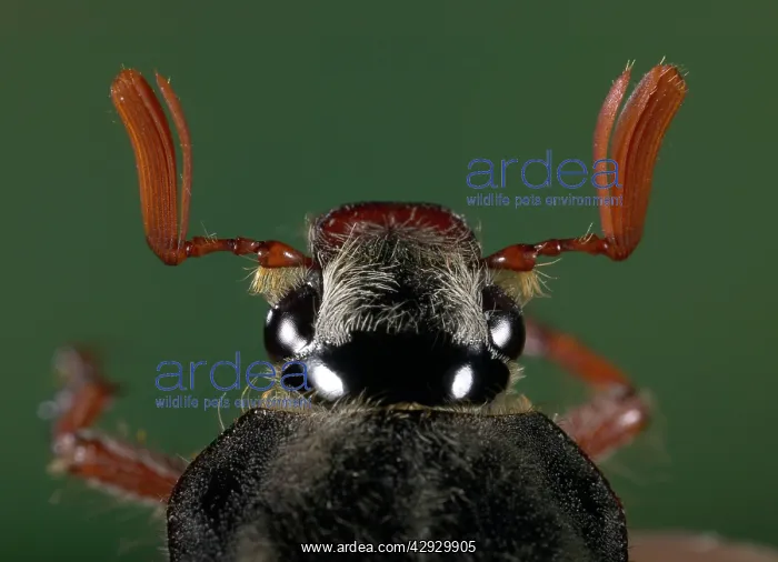 : Cockchafer - eyes and antennas : Cockchafer - eyes and antennas