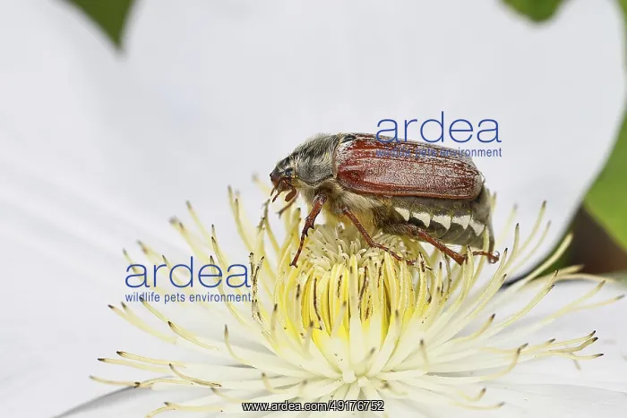 : Cockchafer, field cockchafer (Melolontha melolontha) : Cockchafer, field cockchafer (Melolontha melolontha)