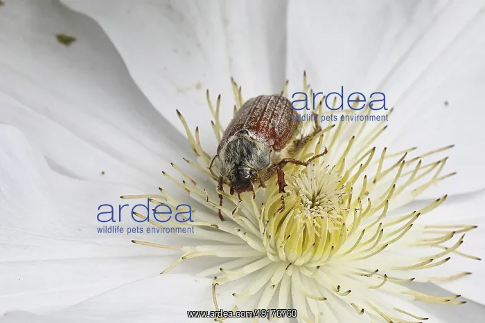 : Cockchafer, field cockchafer (Melolontha melolontha) : Cockchafer, field cockchafer (Melolontha melolontha)