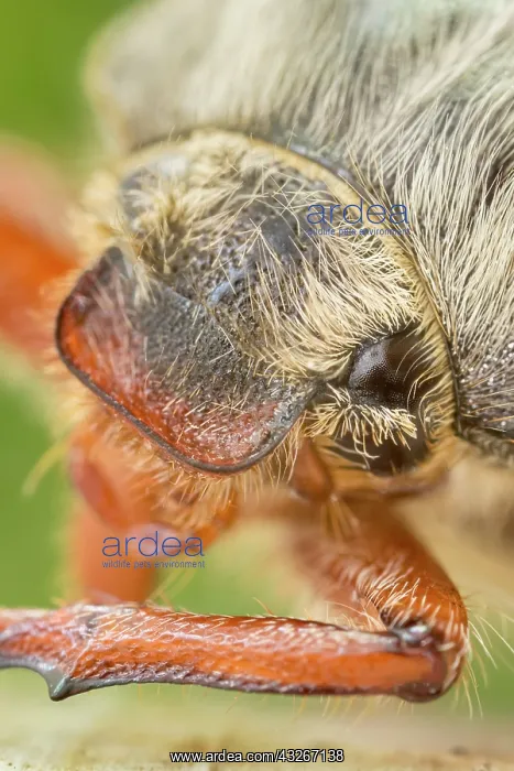 : Cockchafer - head and eyes : Cockchafer - head and eyes