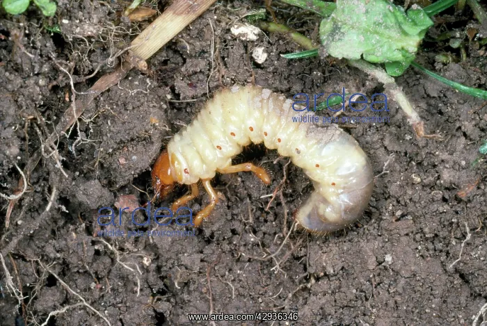 : Cockchafer Larva - in soil : Cockchafer Larva - in soil