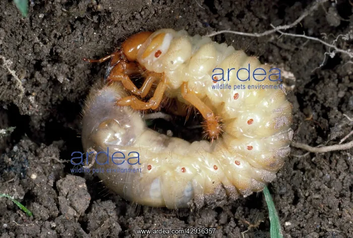 : Cockchafer Larva - in soil : Cockchafer Larva - in soil
