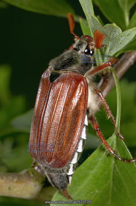 : Cockchafer - on a leaf : Cockchafer - on a leaf