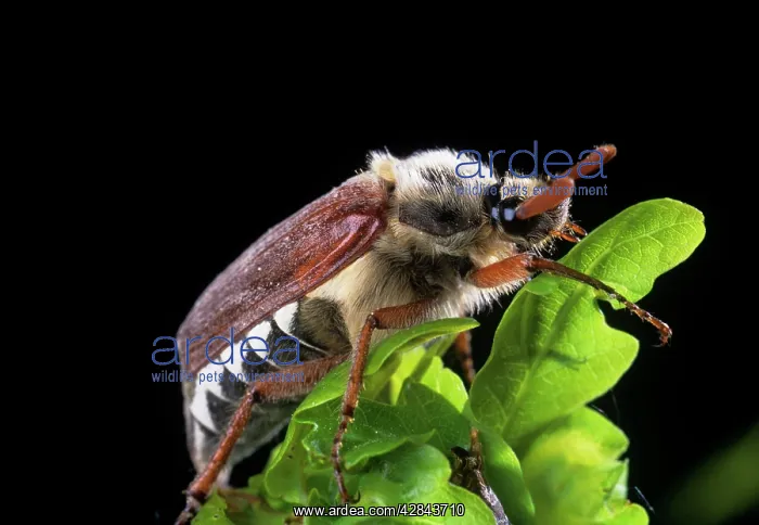 : Cockchafer / May Beetle : Cockchafer / May Beetle