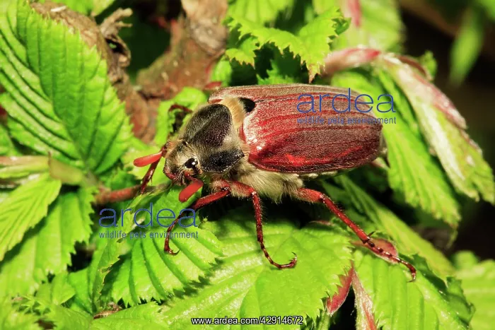 : Cockchafer / May Beetle - resting on twig : Cockchafer / May Beetle - resting on twig