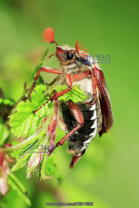 : Cockchafer / May Beetle - resting on twig : Cockchafer / May Beetle - resting on twig