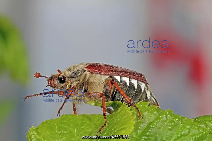 : Cockchafer (Melolontha) : Cockchafer (Melolontha)